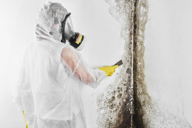 Best Kitchen Mold Remediation in Level Park Oak Park, MI