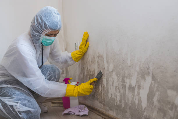 Best Emergency Mold Remediation in Level Park Oak Park, MI