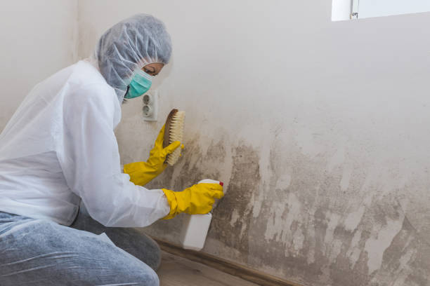Best Insurance-Related Mold Remediation in Level Park Oak Park, MI