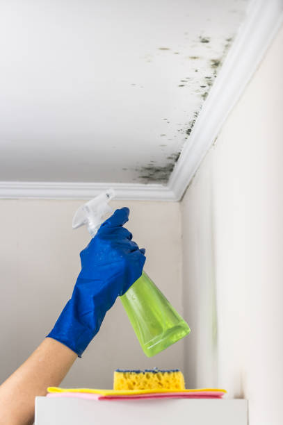 Best Crawl Space Mold Remediation in Level Park Oak Park, MI