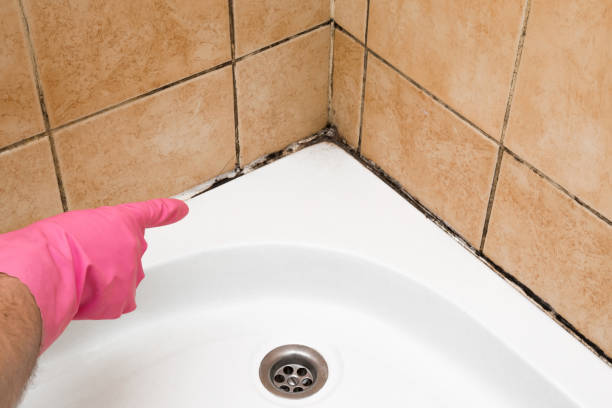 Best Black Mold Remediation in Level Park Oak Park, MI